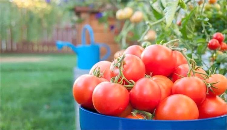 زراعة الطماطم في المنزل: دليلك الشامل خطوة بخطوة لزراعتها